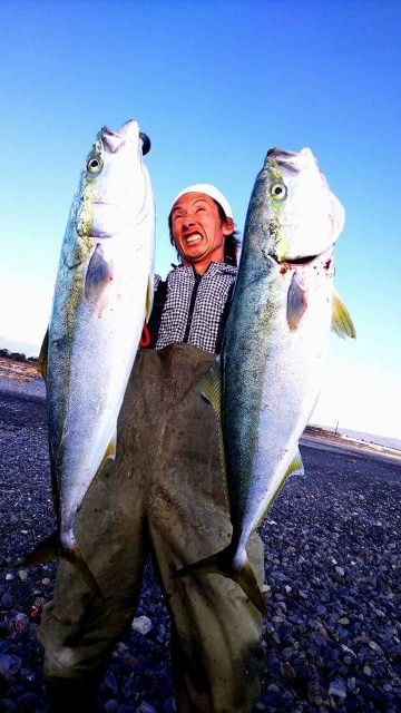 釣行報告 コノシロパターン炸裂 サーフで狙う陸っぱりブリ 浅ブロソルト