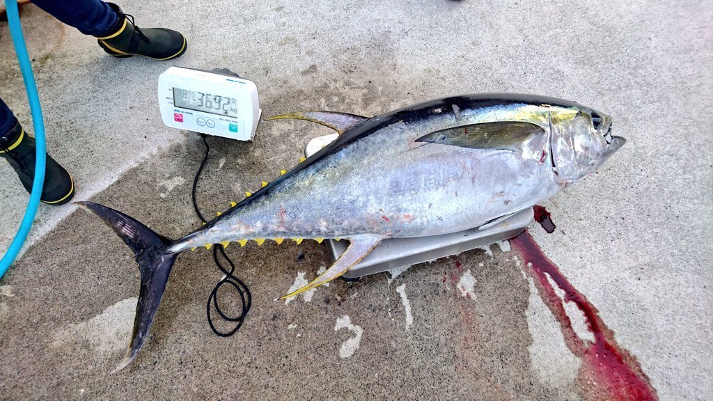 釣行報告 季節限定 サンマを追うキハダを狙え 森竜丸 浅ブロソルト