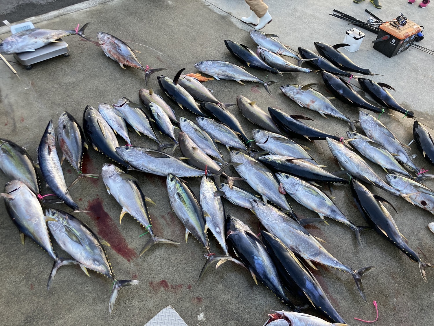 釣行報告 お気軽遠征御蔵島ジギングが熱い 森竜丸 浅ブロソルト